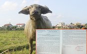 Chăn thả trâu bò phải đóng phí ở Quảng Bình: Huyện lập đoàn kiểm tra