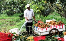 DN đặt hàng nông dân nguồn trái cây, rau củ quả tươi đưa vào siêu thị