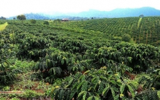Tây Nguyên: Người trồng cà phê, hồ tiêu gặp khó khăn khi giá giảm mạnh