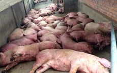 Bệnh dịch tả lợn châu Phi có nguy cơ xâm nhập vào Việt Nam