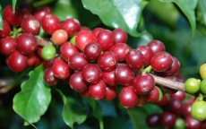 Giá nông sản hôm nay 31/8: Giá cà phê giảm sâu, dưới 33.000 đồng/kg, giá tiêu ít biến động