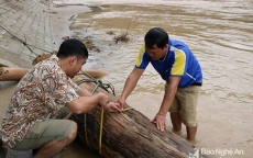 Nghệ An: Người dân vớt được khúc gỗ quý sau lũ trị giá 300 triệu đồng