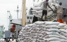 Xuất khẩu gạo sẽ tăng mạnh từ nay đến cuối năm