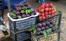 Những loại quả khổng lồ xuất xứ Trung Quốc bán ngập chợ Việt