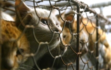 Hành vi giết thịt chó, mèo trên thế giới: Bị ngồi tù, phạt tiền hàng trăm triệu đồng