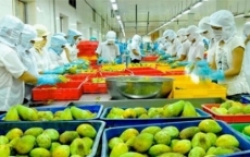 Xuất khẩu rau quả sẽ gặp khó vì xung đột thương mại Mỹ - Trung