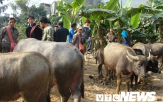 Kinh dị chuyện trâu hóa điên húc người ở làng mổ trâu lớn nhất Việt Nam