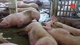 Video: Bị bắt quả tang bơm nước vào lợn, hàng chục người leo rào bỏ trốn