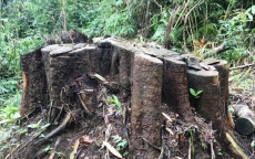 Vụ phá rừng ở Lâm Đồng: Sự thật có bị bẻ cong?