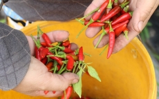 Malaysia tạm dừng nhập khẩu ớt Việt Nam