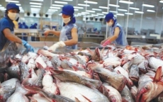 Khan hiếm nguồn cung cá tra giống ở Đồng bằng sông Cửu Long