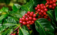 Giá nông sản hôm nay 5/11: Giá cà phê phục hồi chậm, giá tiêu đảo chiều