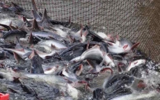 Giá cá tra cao kỷ lục, người nuôi thu lãi “đậm”