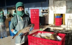 Doanh nghiệp đề nghị thu mua cá nóc xuất khẩu