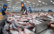 Xuất khẩu cá tra 2018 sẽ đạt kỷ lục 2,1-2,2 tỷ USD