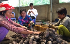 Trung Quốc ngừng mua khoai lang, nông dân vẫn “liều mình” xuống vụ mới