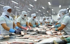 Trung Quốc đẩy mạnh nuôi cá tra, doanh nghiệp Việt cần chuyển hướng xuất khẩu