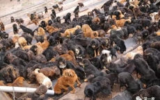 Ngao Tây Tạng: Từ thú cưng triệu đô đến con đường vào... lò mổ