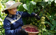 Nestlé Việt Nam ký cam kết thúc đẩy trao quyền cho phụ nữ