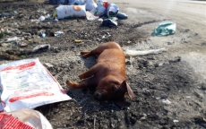 Dịch lở mồm long móng ở Ba Vì (Hà Nội): Xác lợn chết từ đâu ra?