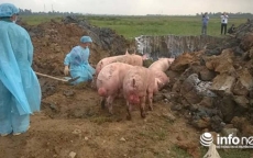 Hà Tĩnh: Bắt giữ xe tải chở gần 100 con lợn bị lở mồm long móng