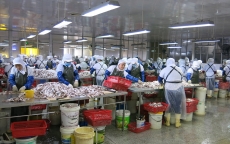 Đà Nẵng ưu tiên hỗ trợ ngư dân và doanh nghiệp chế biến thủy sản