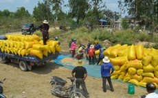 Tiêu thụ lúa gạo ở ĐBSCL: Hợp tác thay vì nhờ giải cứu!