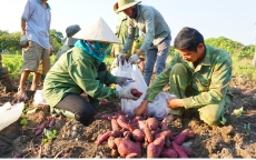 Nóng: Gia Lai lên kế hoạch giải cứu 14.000 tấn khoai lang Nhật
