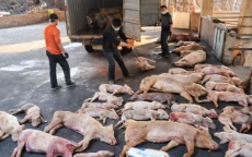 Dịch tả lợn châu Phi lan ra 6 tỉnh thành, tiêu hủy hơn 2.000 con