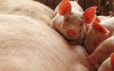 Trung bình hơn 1 ngày lại phát hiện dịch tả lợn châu Phi ở một tỉnh