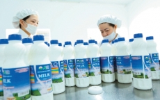Chi hơn 1.000 tỷ, Vinamilk quyết mua lại Sữa Mộc Châu