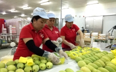 Mỹ cấp phép nhập khẩu quả xoài tươi của Việt Nam