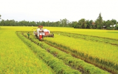 Trung Quốc không còn là nước nhập khẩu gạo số 1 của Việt Nam