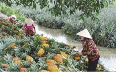 Thương lái Trung Quốc lùng mua trái cây: Vừa mừng, vừa lo