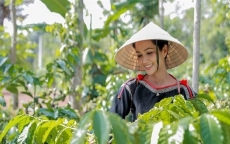 Cà phê Robusta Việt Nam đổ bộ vào thị trường Nhật Bản