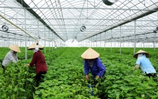 Bắc Ninh: Mỗi tháng hái 5-6 triệu lá tía tô xanh bán cho Nhật, thu 2 tỷ đồng