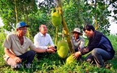 Kiên Giang: Mít Thái giá 500 ngàn/trái, lái vô tận vườn đòi mua