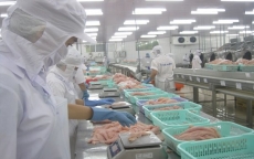 Mỹ tăng thuế chống bán phá giá với cá tra Việt Nam