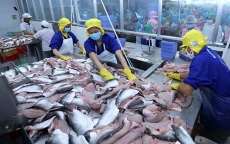 Nhiều doanh nghiệp cá tra Việt Nam 'sụp đổ hy vọng' với POR 14