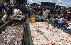 Hàng chục tấn cá chết trắng sông La Ngà