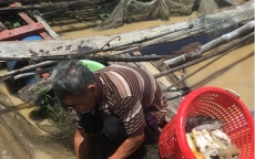 Gần 1.000 tấn cá chết trắng sông La Ngà ở Đồng Nai