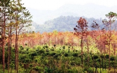 Nhức nhối hàng loạt cánh rừng bị hủy hoại ở Tây Nguyên