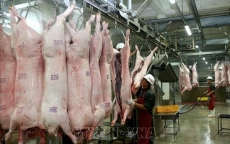 Cấp đông thịt lợn: Doanh nghiệp không mặn mà vì đầu tư 'khủng', rủi ro lớn