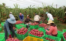 Xuất khẩu trái cây sang Trung Quốc ngày càng khó