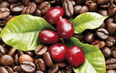 Kim ngạch xuất khẩu cà phê giảm gần 20%