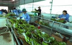 Có FTA, xuất khẩu rau quả sang Hàn Quốc vẫn gian nan