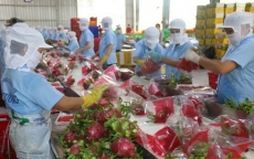 Rau quả Việt Nam xuất khẩu sang thị trường lớn nhất tiếp tục giảm
