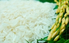 Gạo Việt Nam lần đầu nhận giải gạo ngon nhất thế giới
