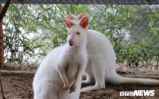 Ảnh: Ngắm đàn 'Kangaroo mini' lần đầu tiên xuất hiện tại Việt Nam