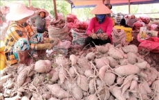 Giá trị nông sản Việt còn thấp do chỉ xuất thô
